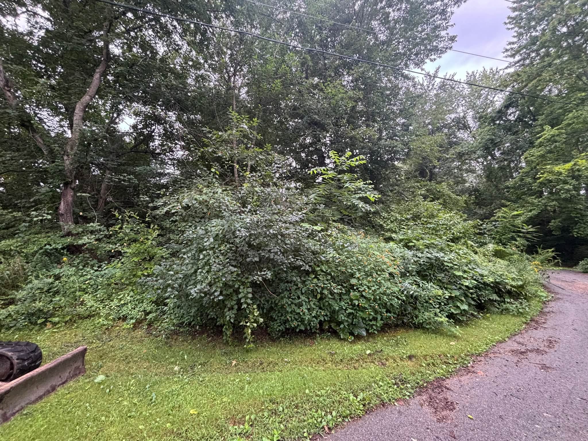 Before — overgrowth and brush on hillside, Spencer MA
